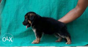 German Shepherd Double coat puppies in low price