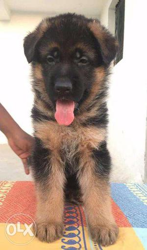 German Shepherd Double coat puppies in very low price