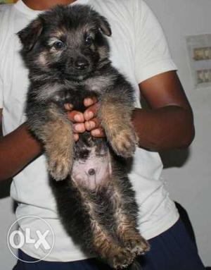 German Shepherd Puppies Double coat in very low price