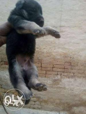 German Shepherd Puppy avilable double coted o