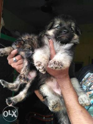 German Shepherd available double coat puppies