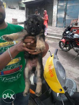 German Shepherd male puppy for sale in Pune,35