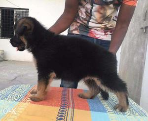 German Shepherd show quality puppies in low price