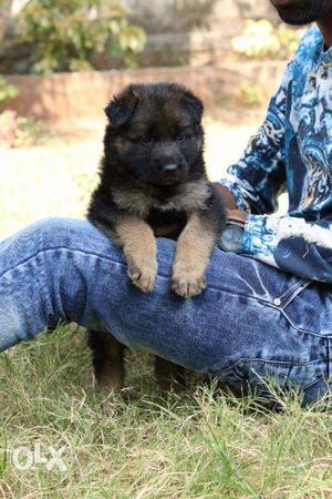German shepherd Double coat puppies in low price