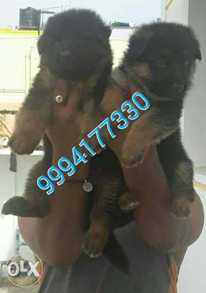 German shepherd puppy's available