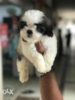 Gg2g4g Shihtzu Male female puppies available in Surat -