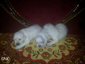 Golden Retriever Puppies available- Pure White