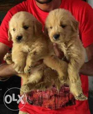 Golden Retriever puppies/dogs for sale find a fabulous pet