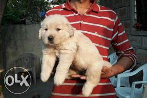 Golden Retriever puppy/ dogs for sale find a fabulous pet in
