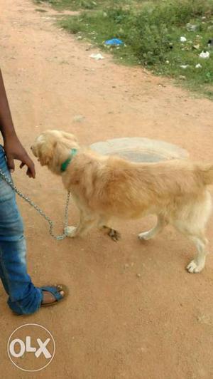 Golden retriever its not for sale only for mating