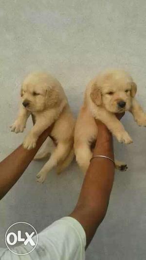 Golden retriever puppies available 35 days old