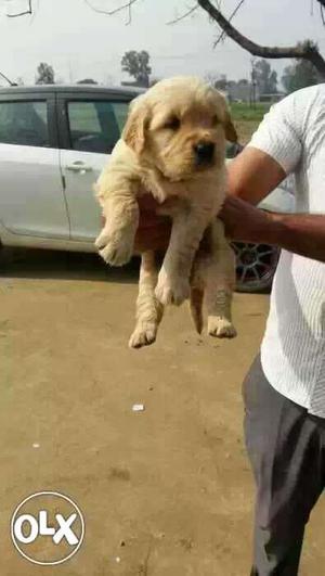 Golden retriever puppies available pure breed dog