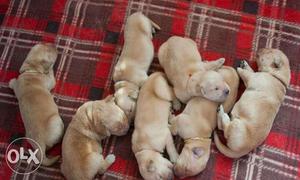 Golden retriever show quality puppies available