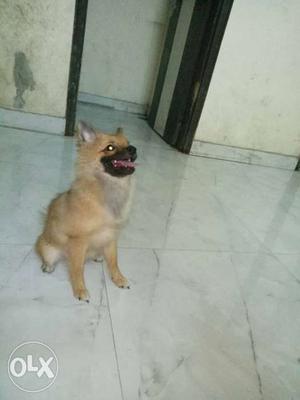 Good in nature Active Culture Pom Female 5 months