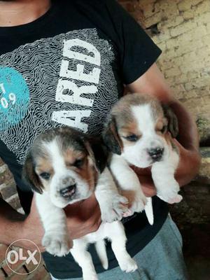 Good quality Beagle Puppies