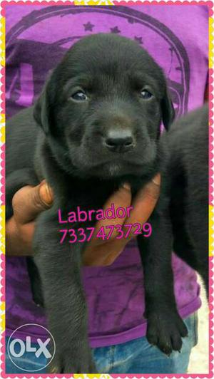 Good quality Black Labrador puppies available with us