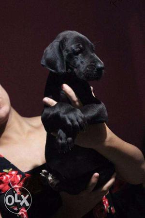 Great Dane puppies/ dogs for sale find a large friend in dog