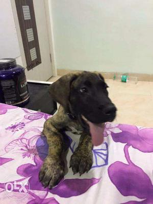 Great Dane puppies/dogs for sale find a noble companion in