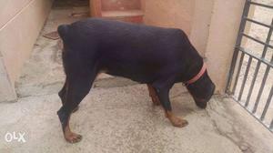 Healthy Doberman female dog 3 years old for sale.
