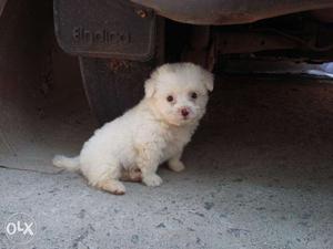 Healthy Lhasa Apso puppy choclate colour female 35 day old
