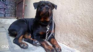 Healthy heavy quality rottweilr 30days Puppy with