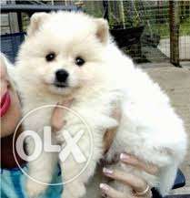 Healty pure breed puppys r available