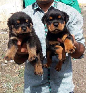Heavy Bone Rottweiler puppies in very low price