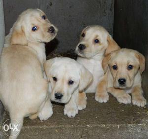 Heavy Quality Labrador pups available at