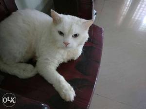 Heavy bone 6.5 kgs male Persian Cat