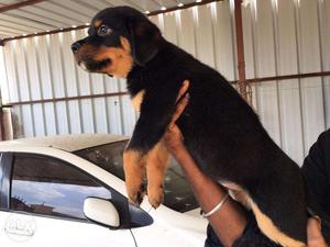 Heavy bone huge size rottweiler male puppy for sales