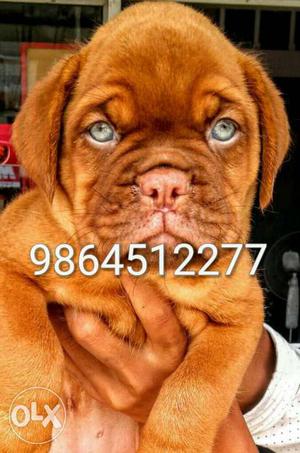 Heavy quality french mastiff in ready stock