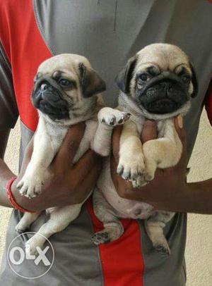 Heavy wrinkle face Pug puppies available