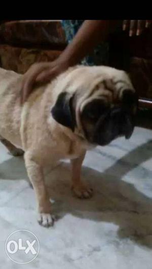 High quality pug male dog for sales it matting
