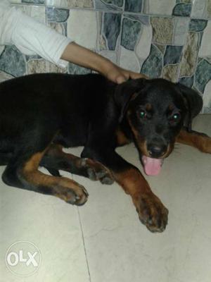 I have sell my rottweiler female 100% original