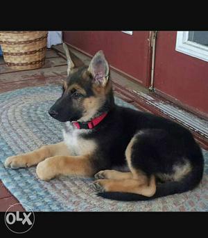 I want to buy Gsd puppies RS  anybody want to
