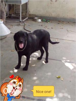 I want to sale my black Femail Labrador familiar