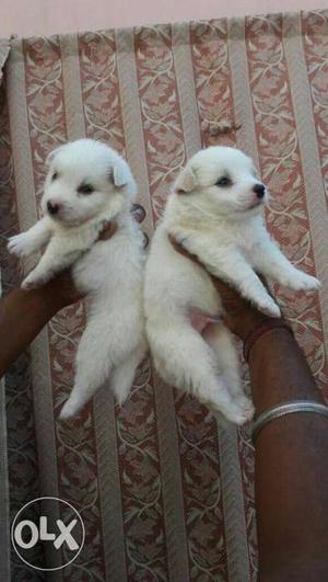 I6 snow white Spitz male puppy long coat for sale