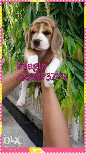 Import quality Black Brown And White Beagle Puppy
