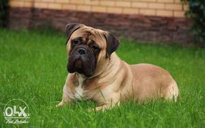 Kennel bullmastiff puppy available now in your