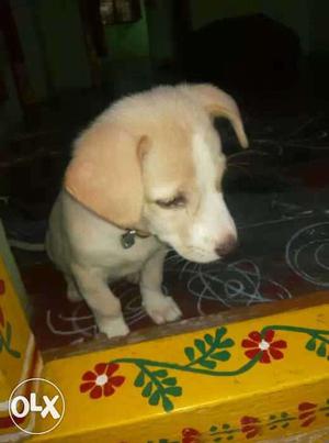 Lab and pamirian both mixed 50days puppy need cl