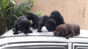 Labardor puppies remaining one female for sale.