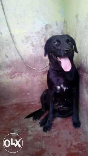 Labra female 1year and friendly
