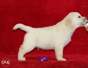 Labrador Heavy quality puppy in very low price