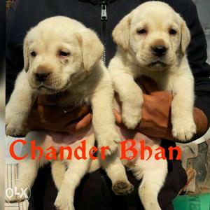 Labrador Pups Sell. Top pedigree quality punch