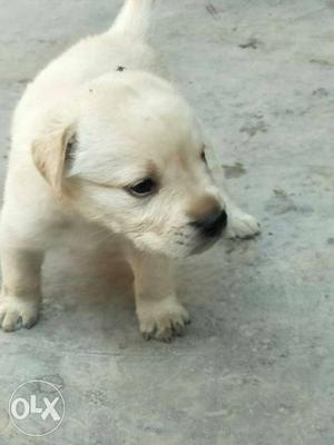 Labrador Retriever Pup top quility punch head pups