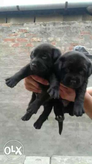 Labrador black colour puppies available pure