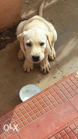Labrador healthy Male Puppy For Sale 2 Month Old