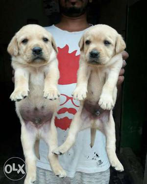 Labrador hee labrador Puppiues