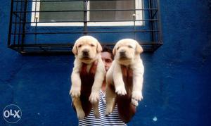 Labrador male Female puppies for sale in Pune 29