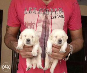 Labrador puppies/ dog for sale find a warm and intelligent